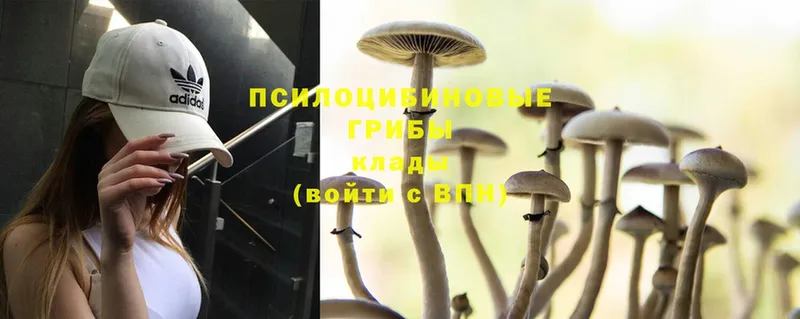 hydra зеркало  Весьегонск  Псилоцибиновые грибы Psilocybe 